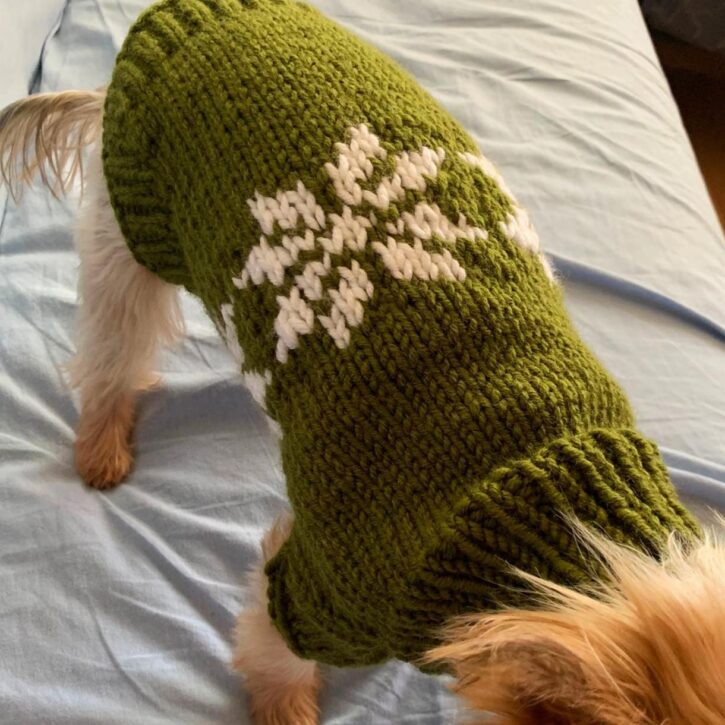Pet clothes S